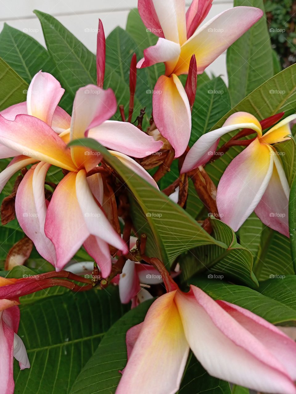 Beautiful Plumeria Flowers