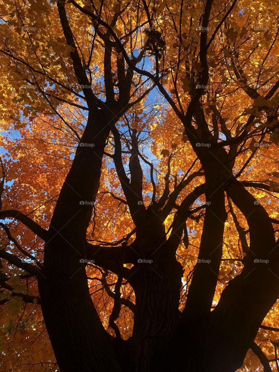 Beautiful curvy tree with orange and yellow leaves