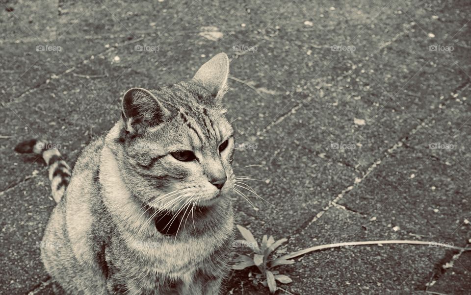 A tabby cat is sitting outside. Monochrome image.