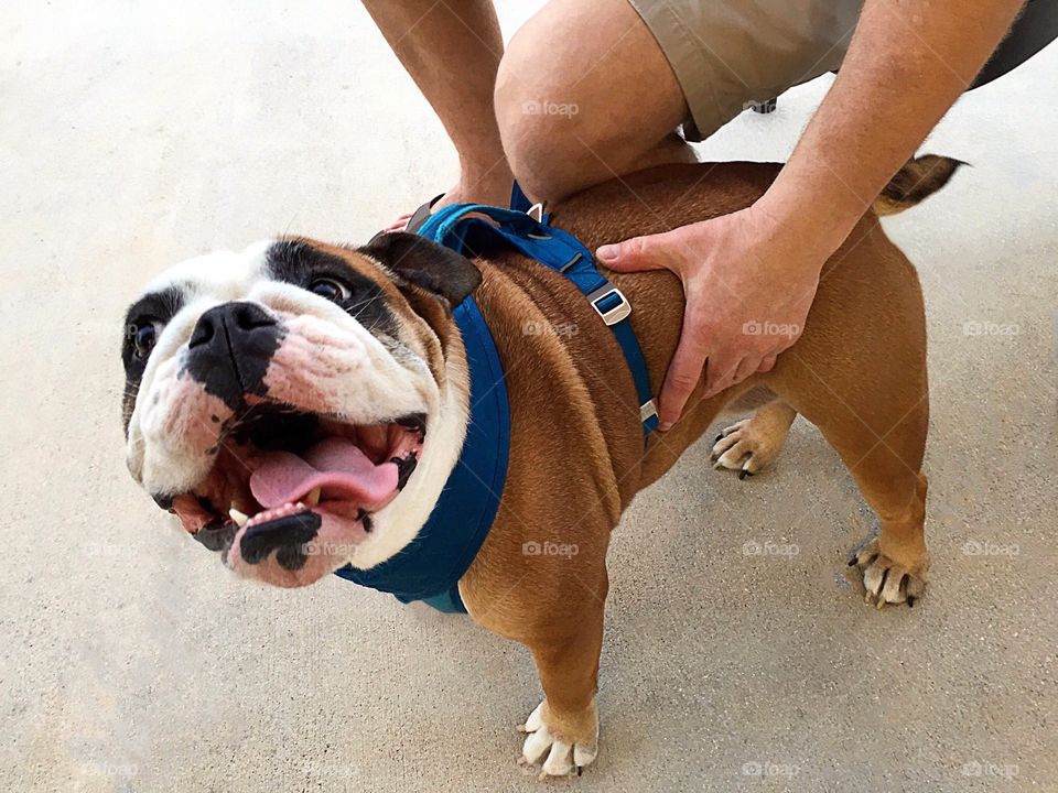 A very sweet smiling Bulldog delighting everyone’s day. 