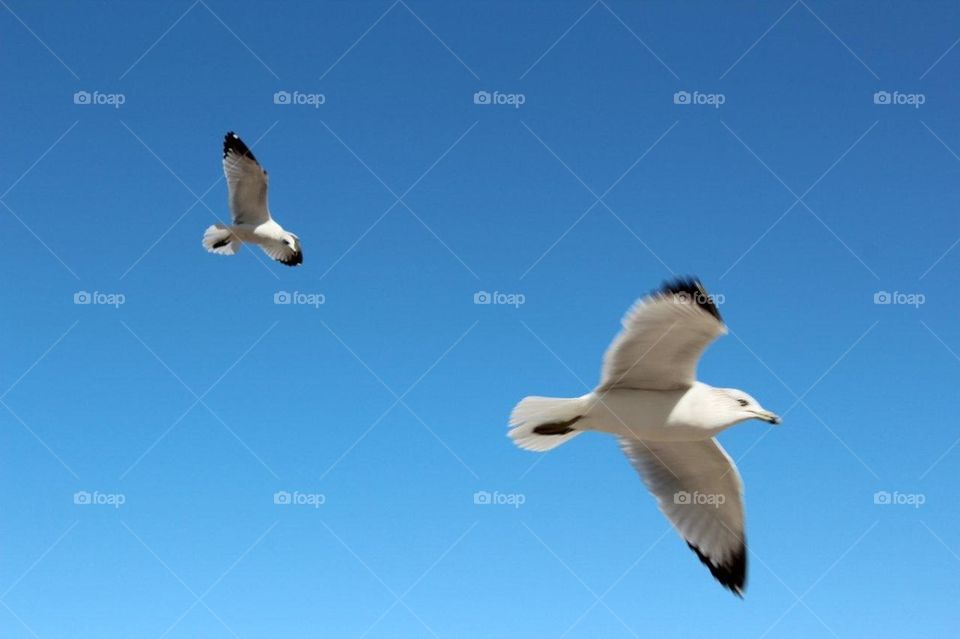 Seagulls on flight
