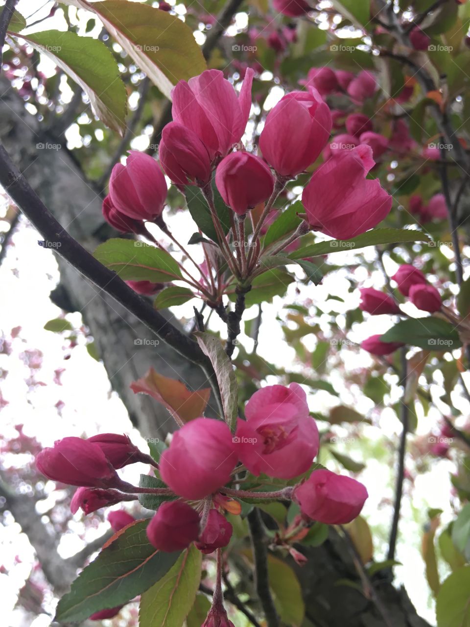 Cherry blossoms on rainy day 