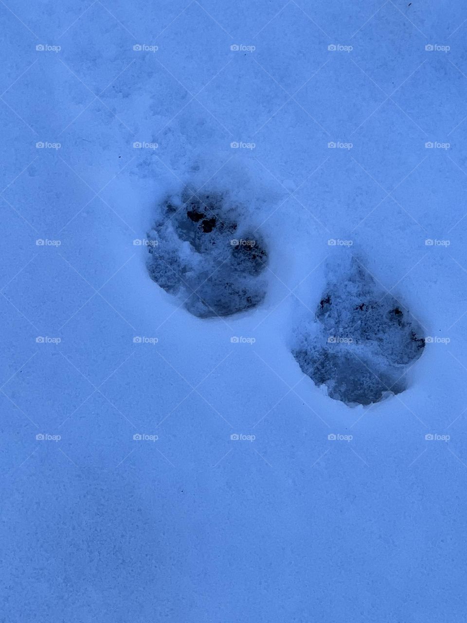 Paw prints in the snow