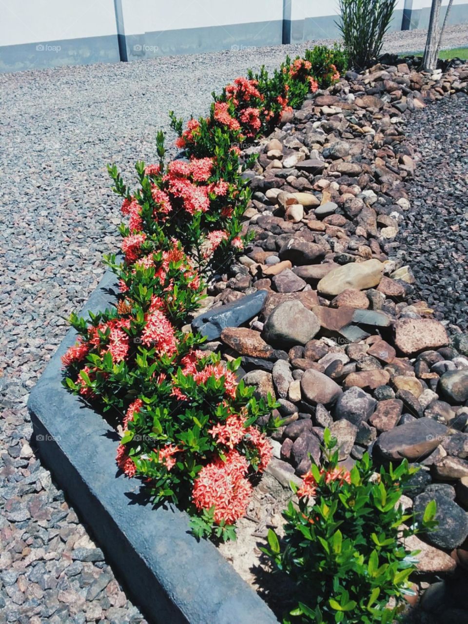 As curvas do jardim de pequenas flores estreladas.