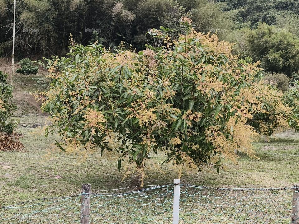 green trees in the forest
