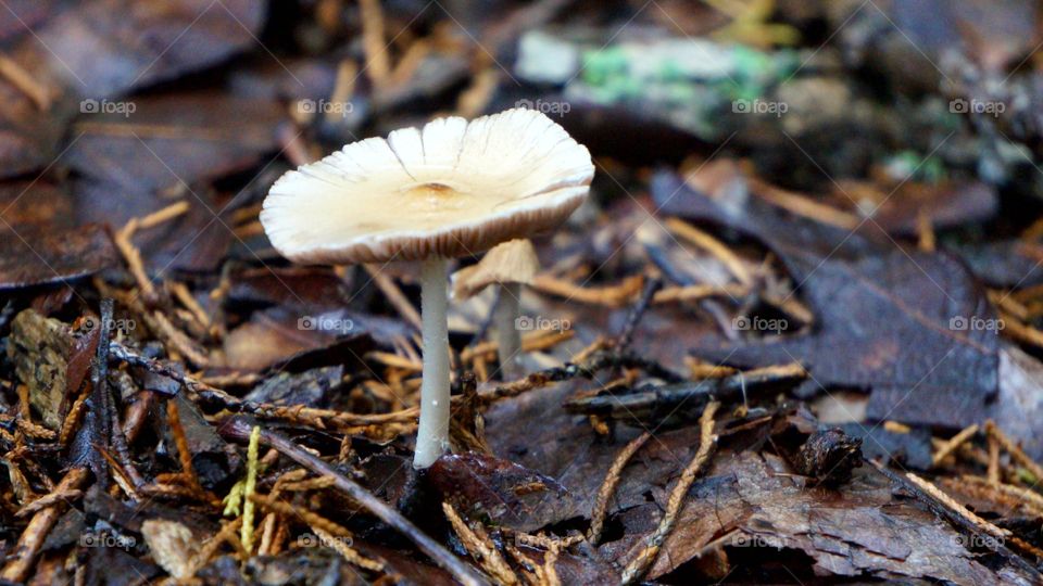 Close up view of toadstool