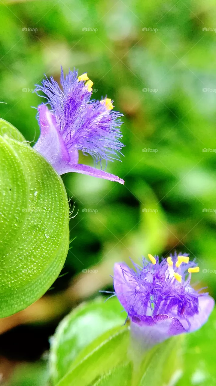 flower