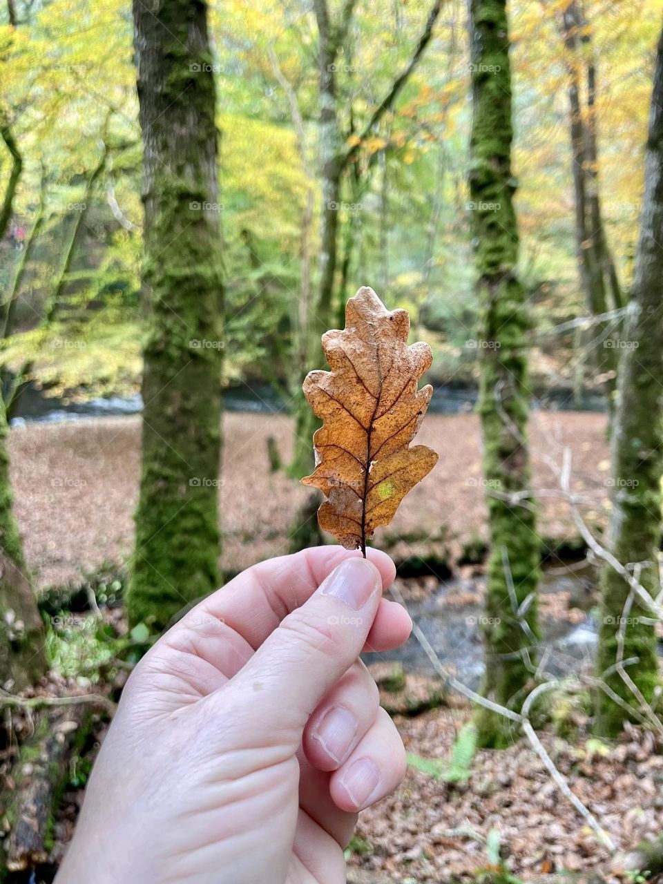 A leaf picked up from the floor of a gorge in Devon … my favourite place 🍁