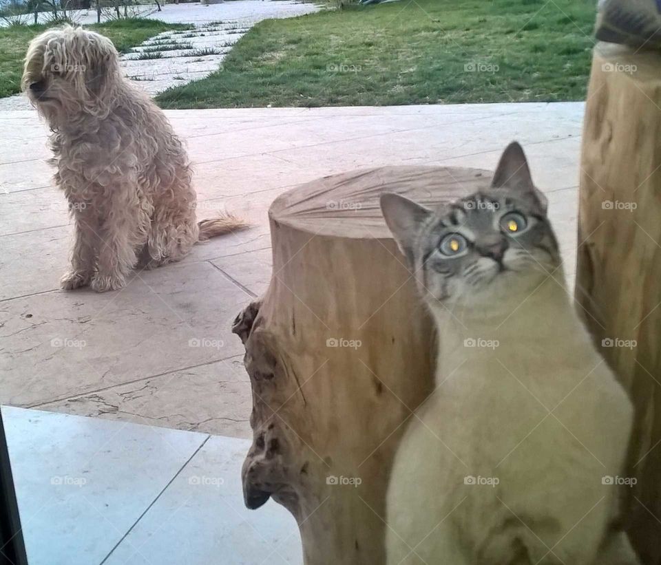 my cat and my dog waiting to enter home