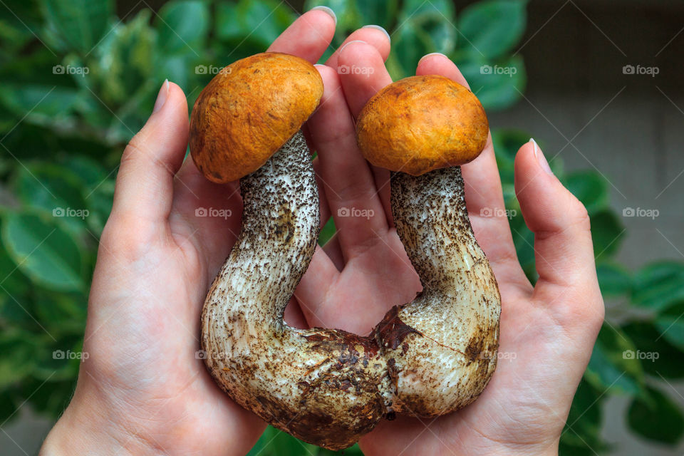 Mushroom in person's hand