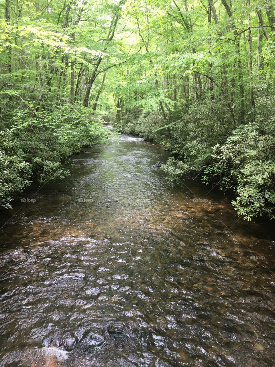 Calm river in Smokey Mountains, North Carolina.