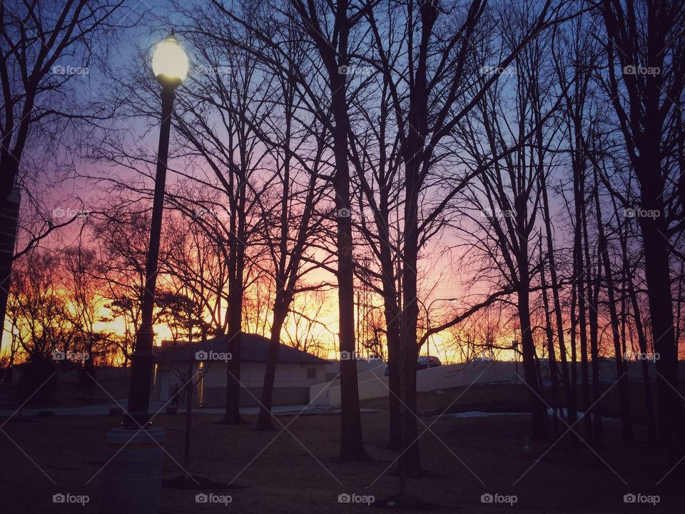 View of forest during sun rising