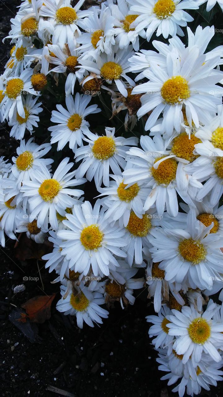 Flower, Nature, Flora, Summer, Floral