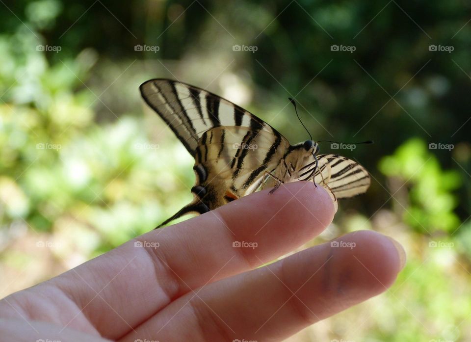Friendly butterfly