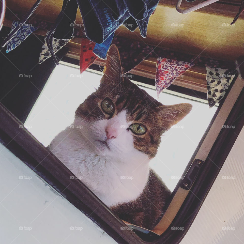 An unimpressed tabby and white cat, looks from a caravan window, her expression is in contrast to the cheerful bunting behind her