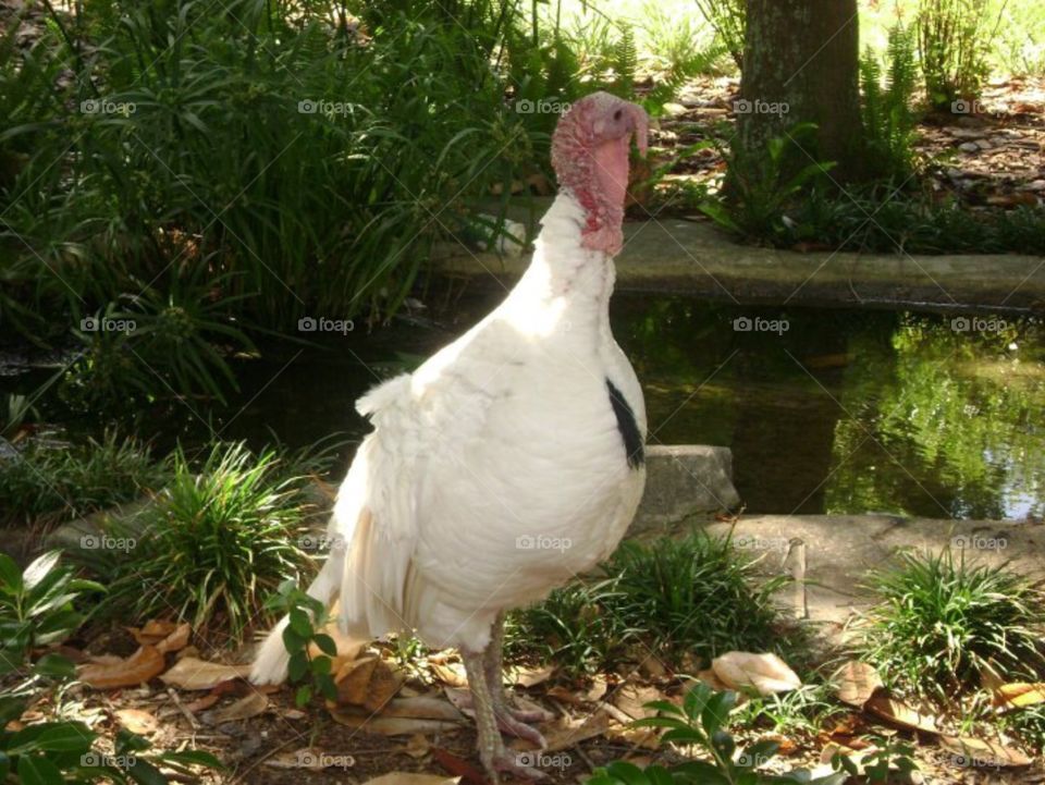 White Turkey. A white turkey at the gulf breeze zoo