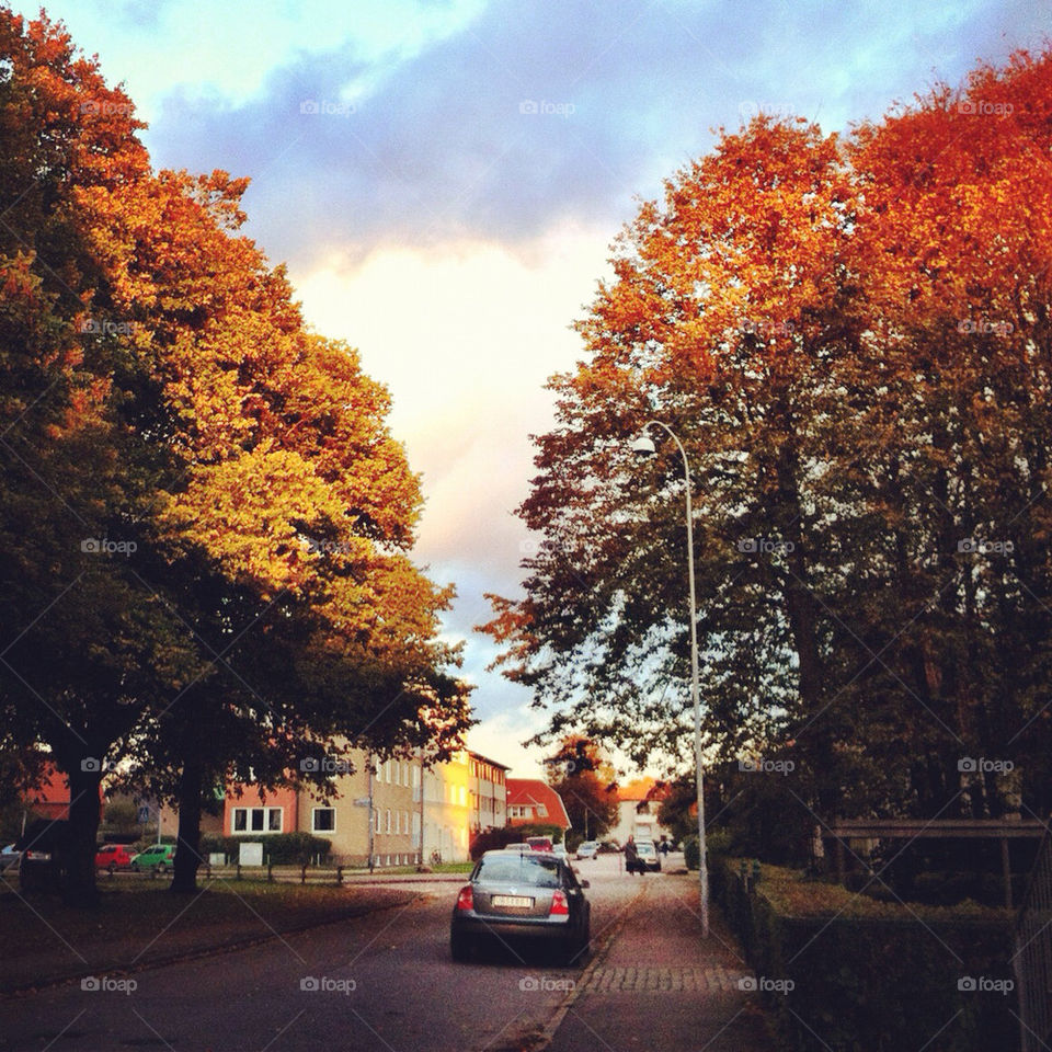 nature trees leaves fall by linderborg