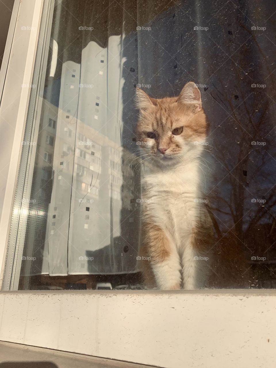 A cat in the window 