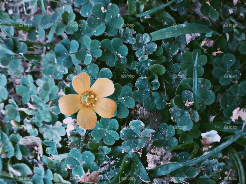 Tao pequenina, quase invisível a quem nao for um bom observador.