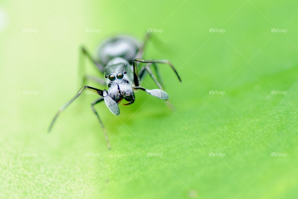 Ant spider