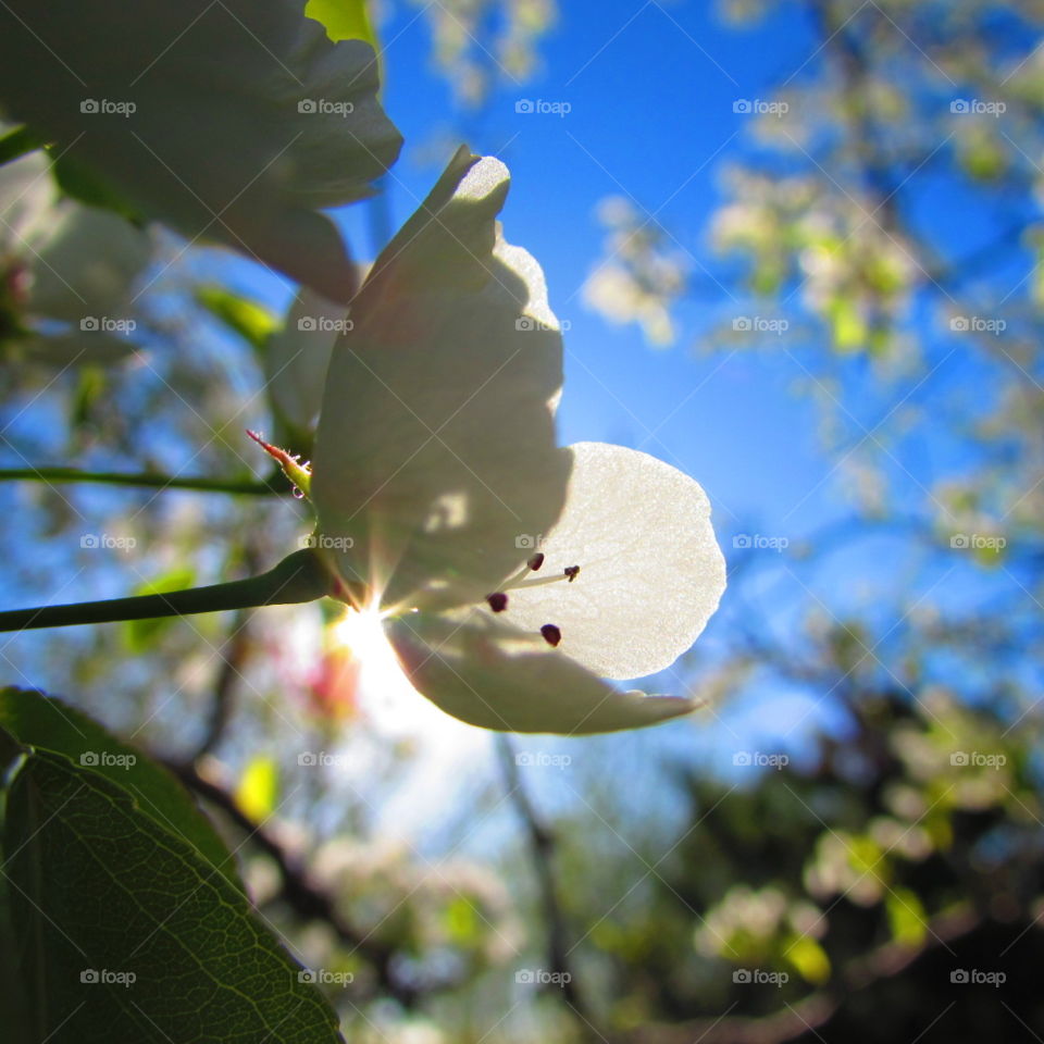 Apple Blossoms . Apple Tree