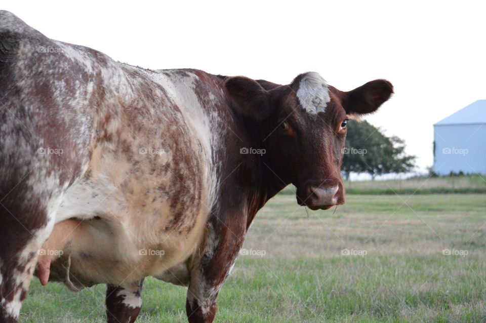 Shorthorn cow. 