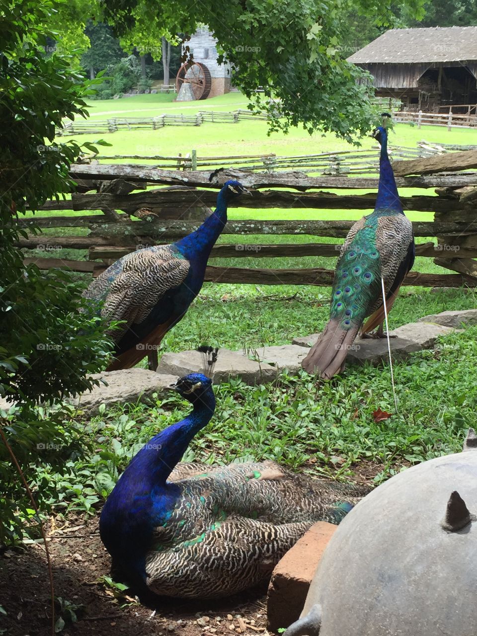 The adult male peacocks . Appalachia museum, Clinton,Tennessee 