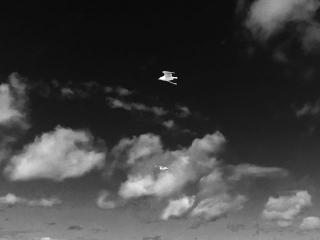 Flying