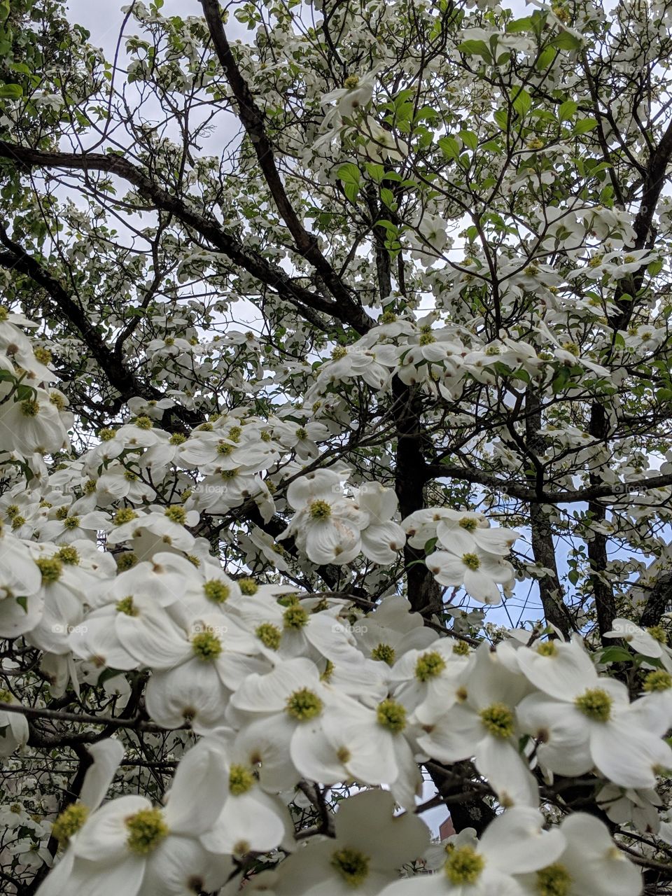 dogwood