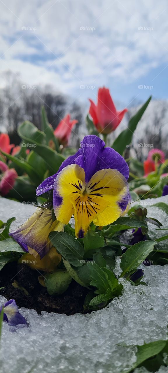 Stiefmütterchen und Tulpen im Schnee