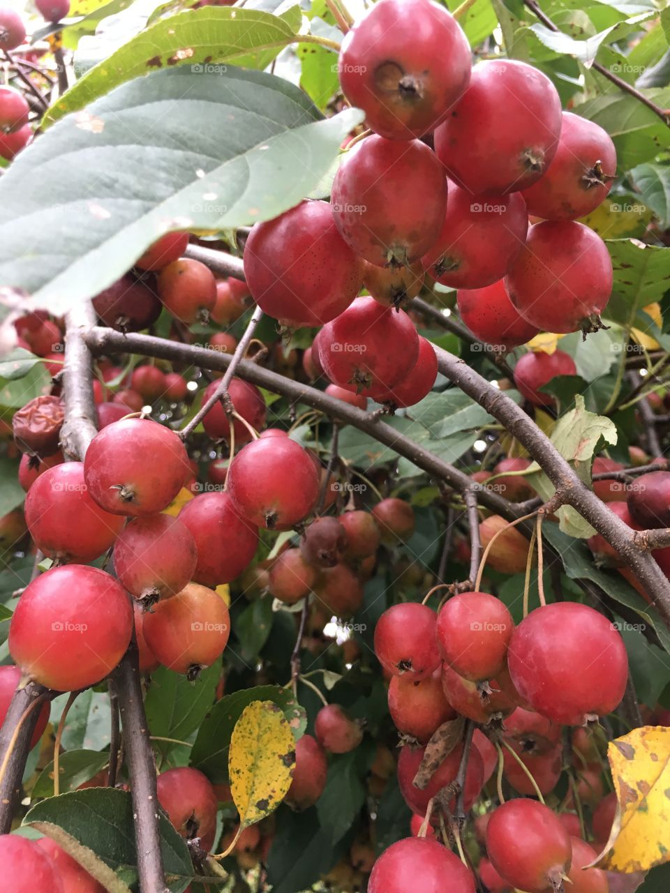 Loaded crabapple tree