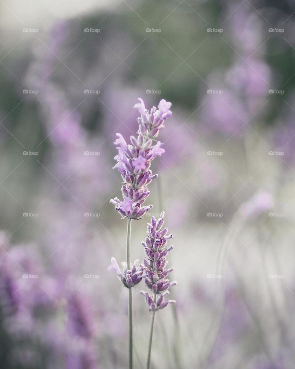 pastel color, nice plante, lavender plante.