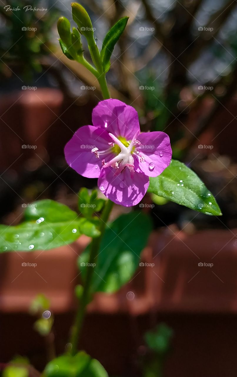 little purple flower