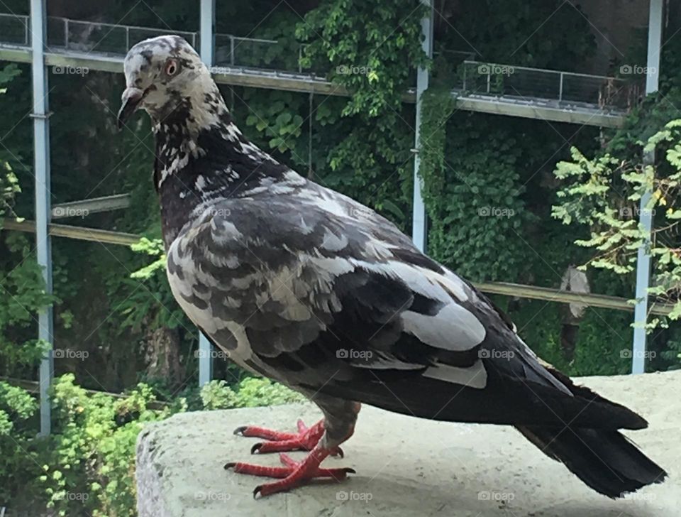 Handsome mother pigeon