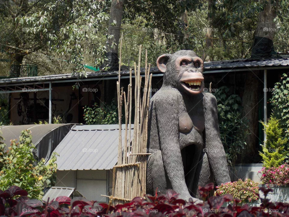 chimpanzee