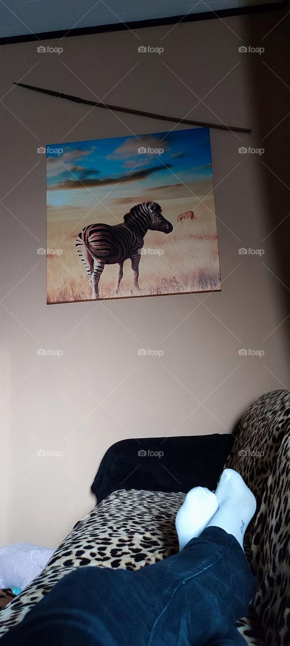 Quiet , rest , Savannah, zebra , fauna , living room
