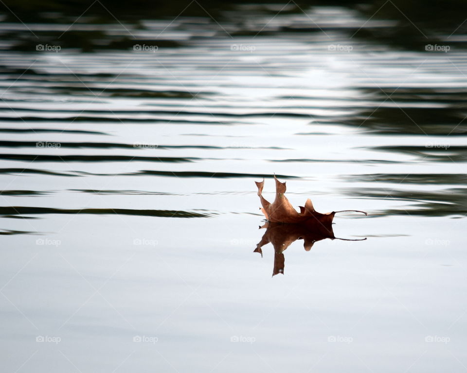 Leaf Foating on Water