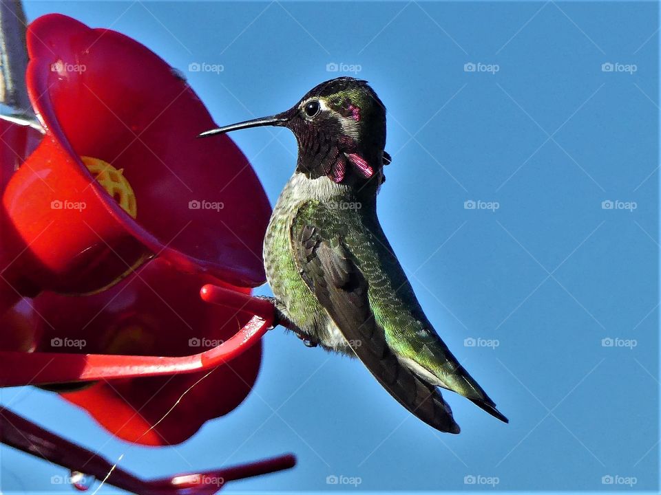 close up hummingbird on feeder