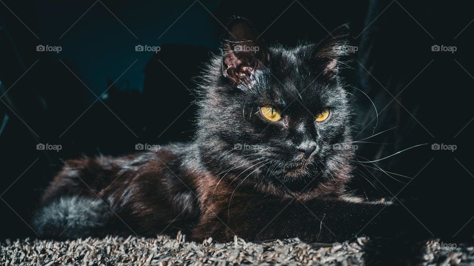 Octavia posing in the warm sun.