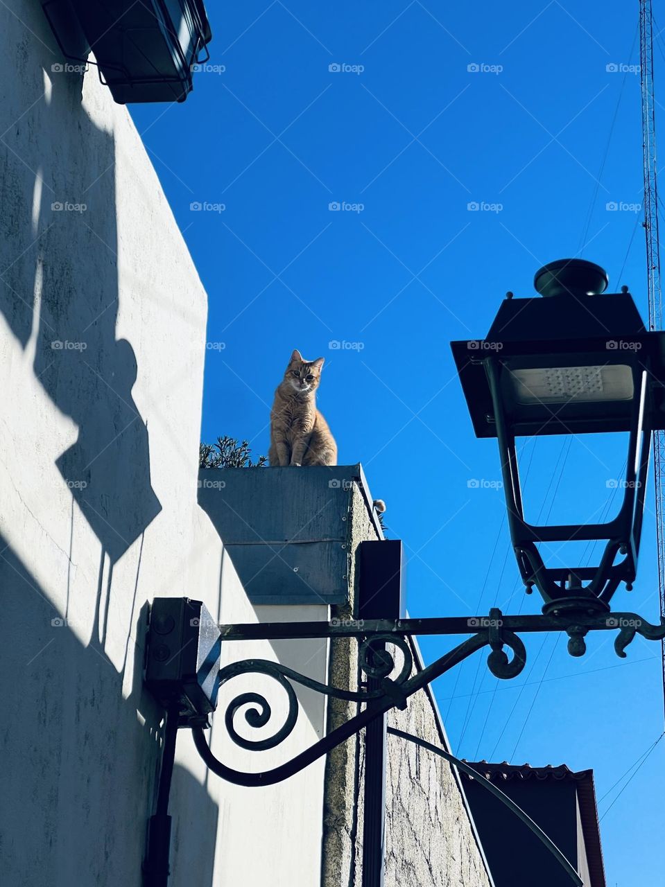 Cat on the roof 