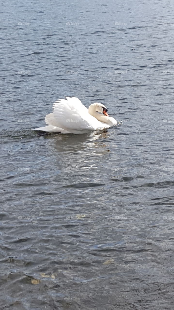 swan