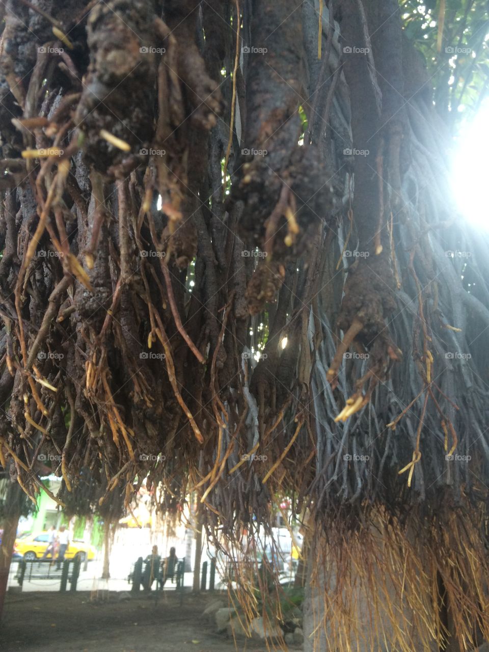 Tree roots
