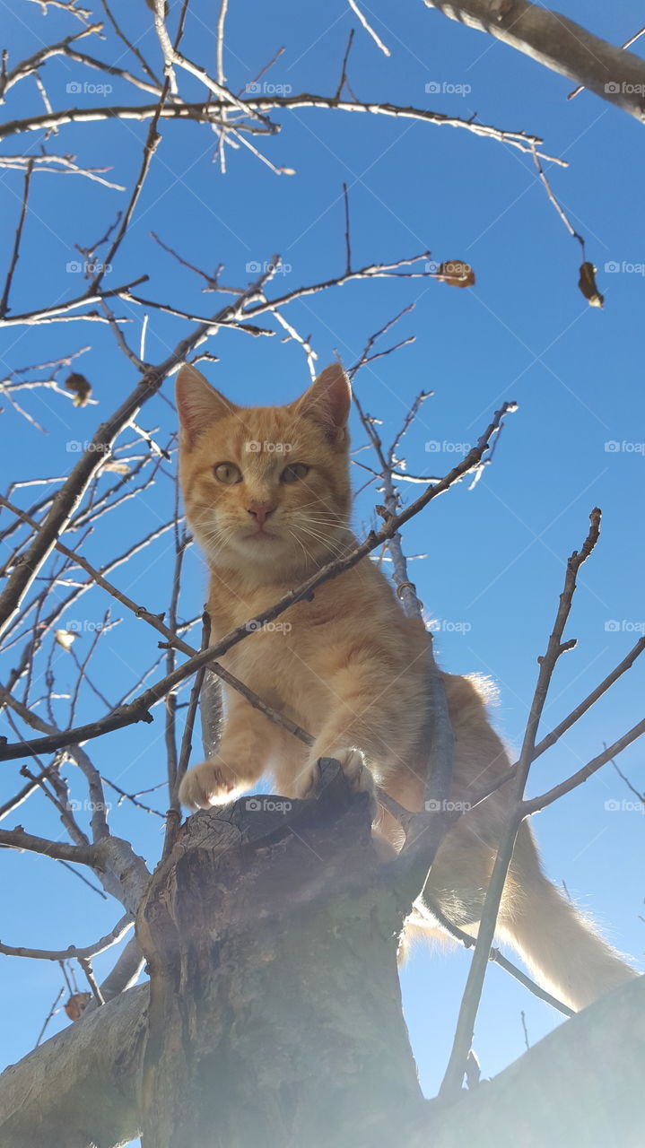 kitten on tree