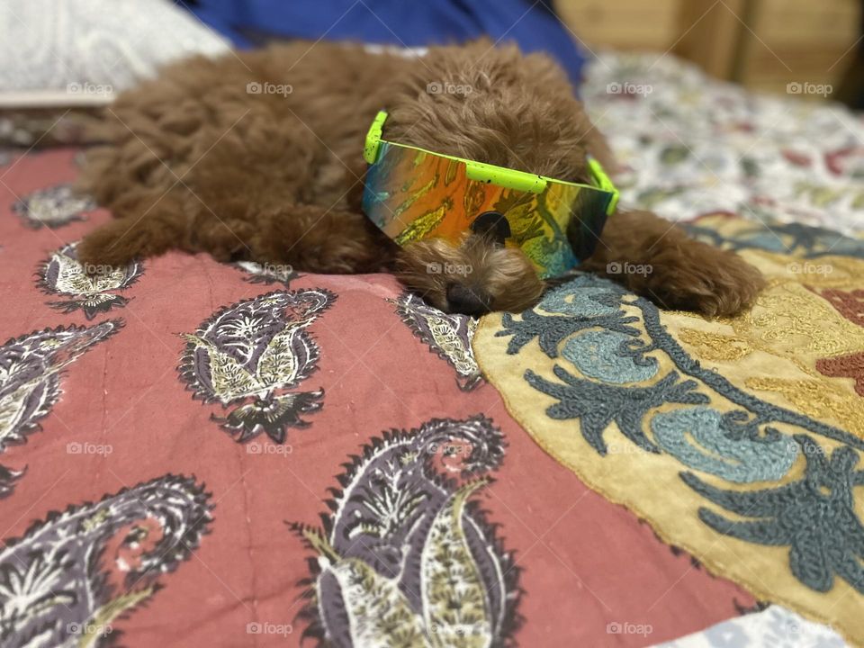 Super cool miniature golden doodle sporting a pair of sport sunglasses.  