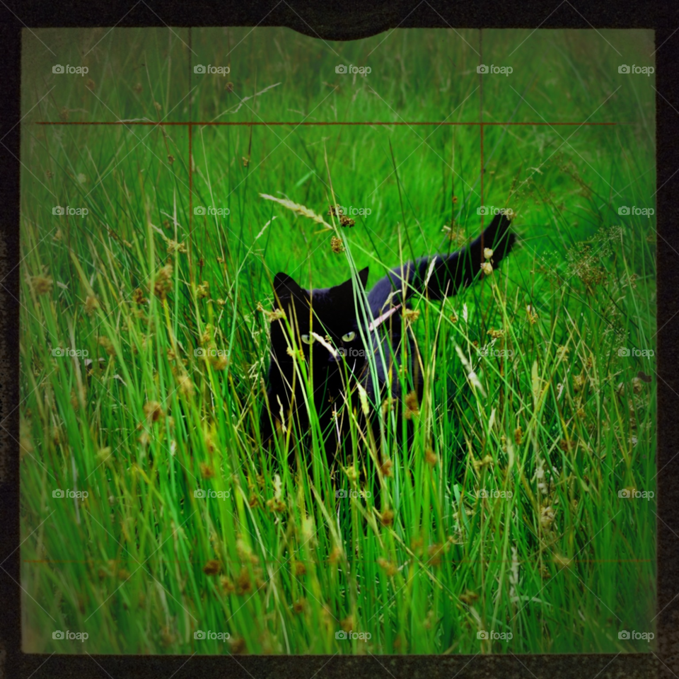 green grass cat green grass by ibphotography