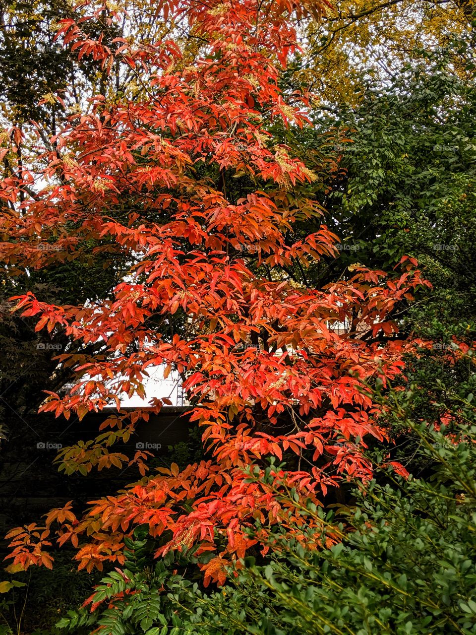 Tree of changing colors. One tree that has red, yellow, and green leaves