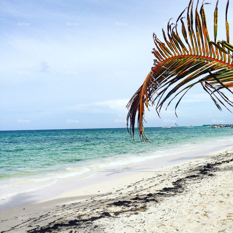 Beach. Palm tree