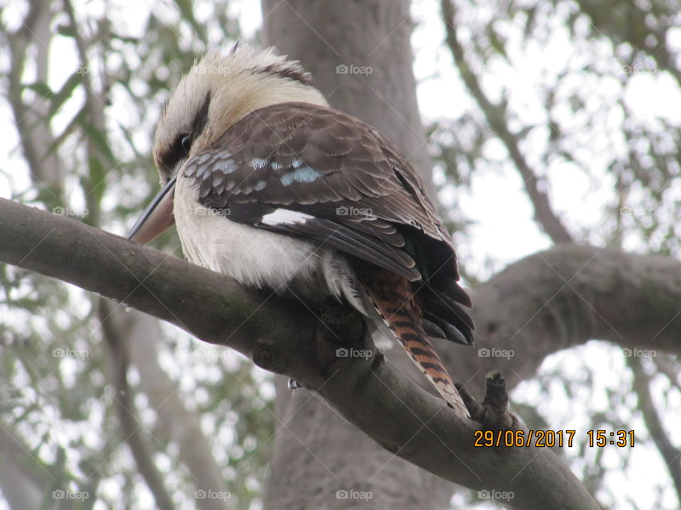 Kookaburra sitting in a tree at Australian Aussie Bush Camp 