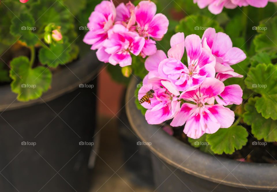 An active honeybee with pollen stuck in it's leg contributing to the process of pollination