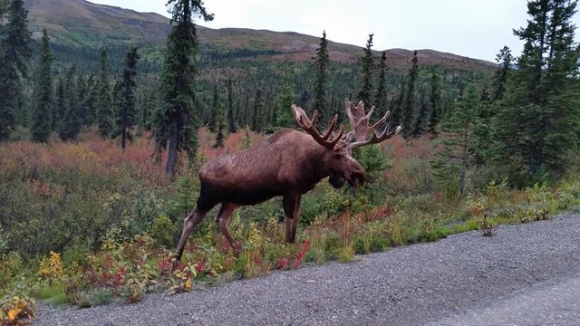 Close Encounter